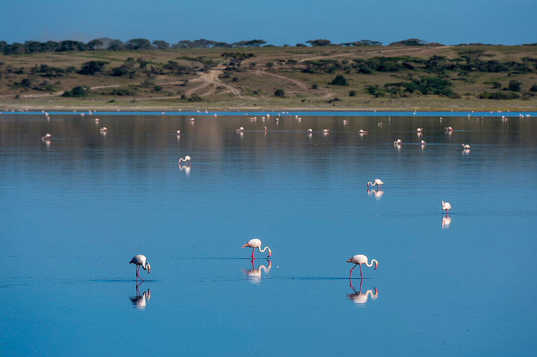 Greater flamingos, Phoenicopterus roseus, feeding in the Lake Ndutu. Ndutu, Ngorongoro Conservation Area, Tanzania.