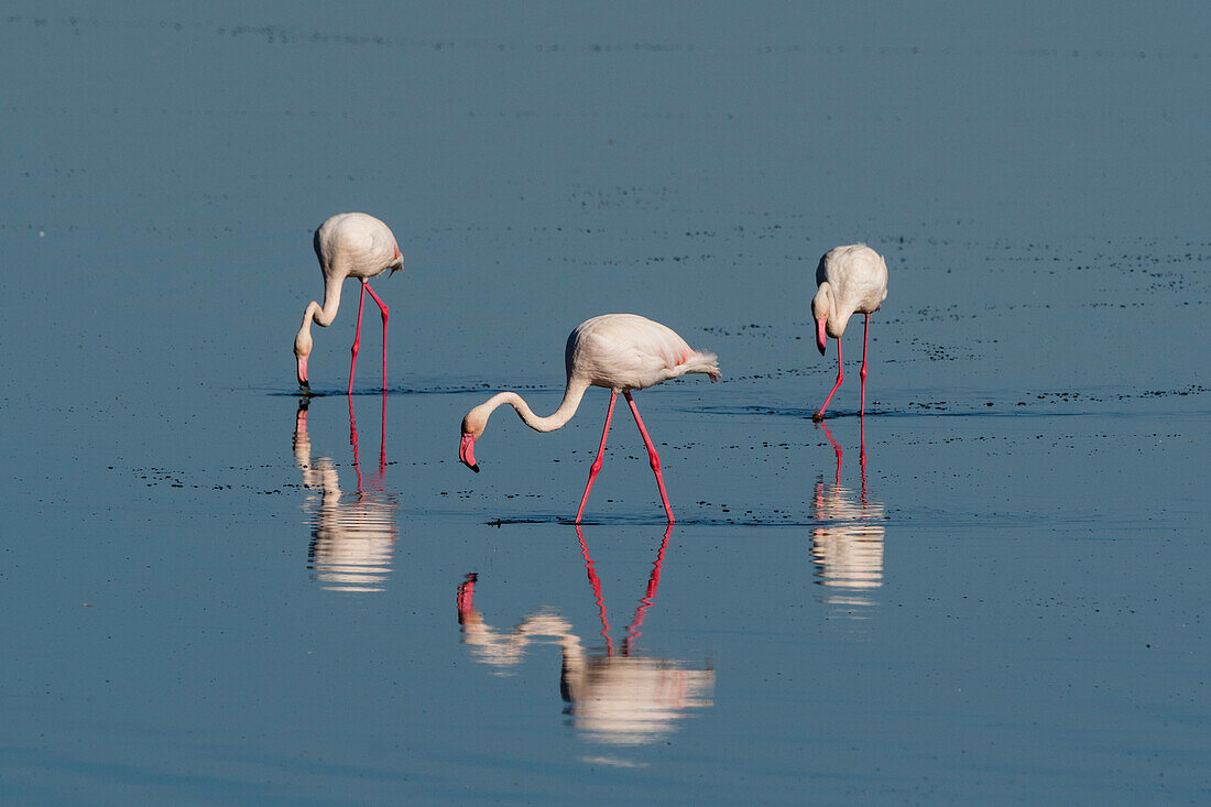 Große Flamingos, Phoenicopterus roseus, bei der Fütterung im Ndutu-See. Ndutu, Ngorongoro-Schutzgebiet, Tansania.