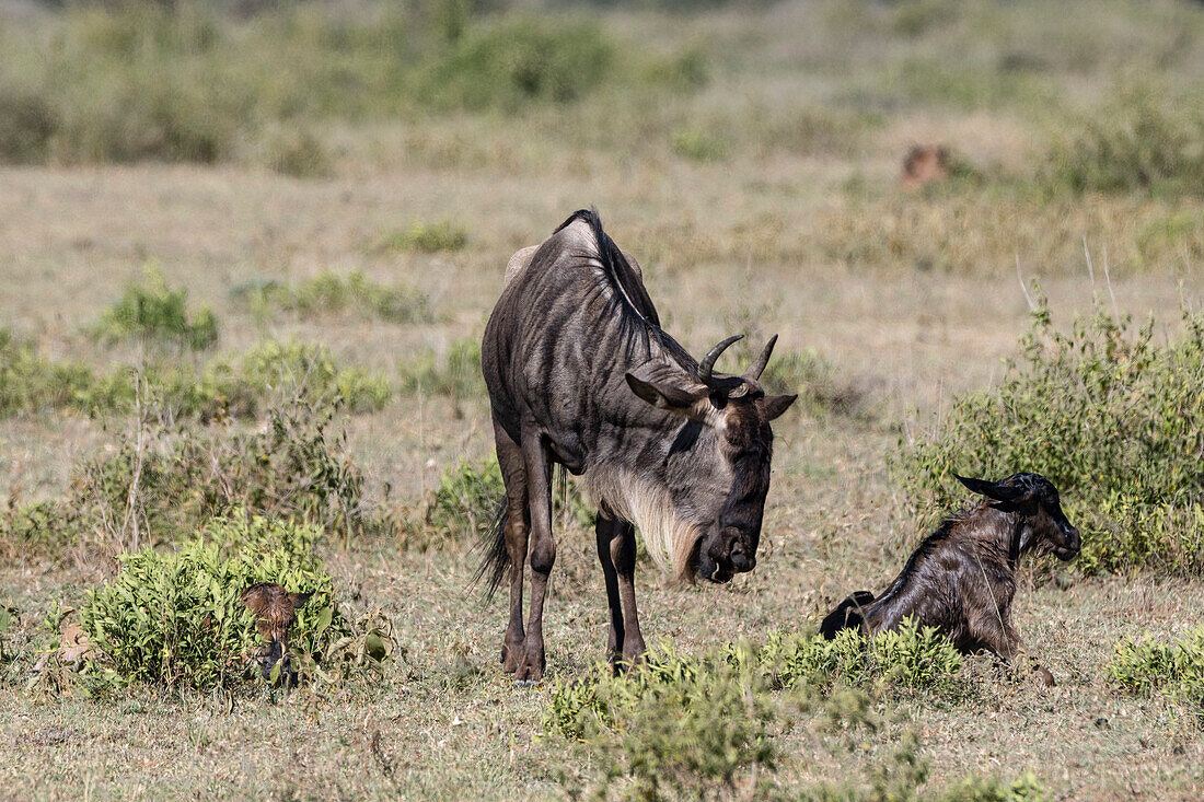 Eine Gnu-Mutter, Connochaetes taurinus, betrachtet ihr neugeborenes Kalb, das gerade geboren wurde, während es versucht, aufzustehen. Ndutu, Ngorongoro-Naturschutzgebiet, Tansania.