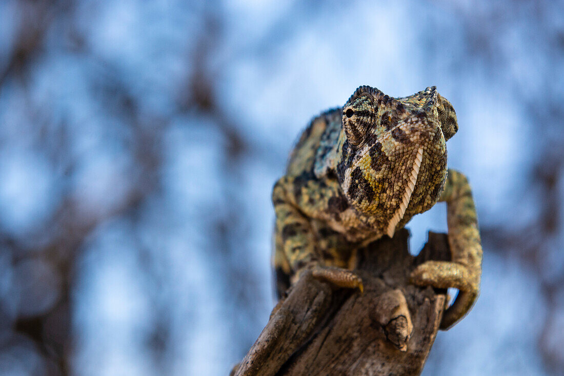 A flap-necked chameleon, Chamaeleo dilepis, on a branch. Ndutu, Ngorongoro Conservation Area, Tanzania.