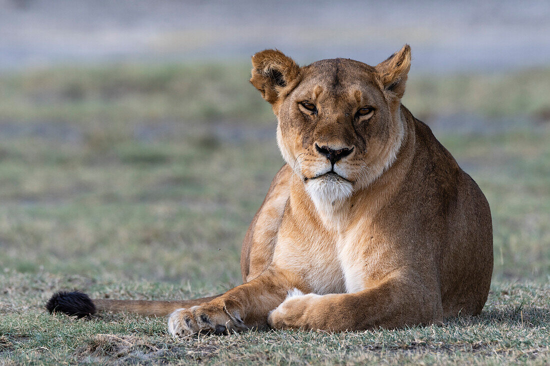 Eine Löwin, Panthera leo, ruhend. Ndutu, Ngorongoro-Schutzgebiet, Tansania.