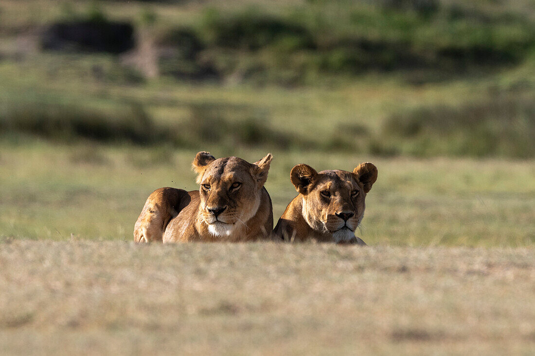 Zwei Löwinnen, Panthera leo, beim Ausruhen. Ndutu, Ngorongoro-Schutzgebiet, Tansania.