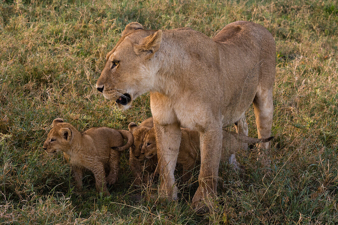 Eine weibliche Löwin, Panthera leo, mit ihren 45-50 Tage alten Jungtieren. Ndutu, Ngorongoro-Schutzgebiet, Tansania.