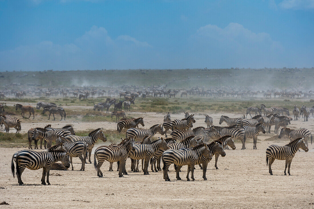 Hunderte von wandernden Burchell's Zebras, Equus Quagga Burchellii, im Hidden Valley. Ndutu, Ngorongoro-Schutzgebiet, Tansania.