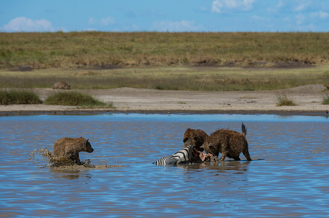 Tüpfelhyänen, Crocura crocuta, fressen ein im Wasser getötetes Zebra. Ndutu, Ngorongoro-Schutzgebiet, Tansania.