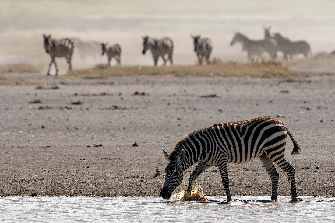 Burchell's Zebra, Equus Quagga Burchellii, an einer Wasserstelle. Ndutu, Ngorongoro-Schutzgebiet, Tansania.