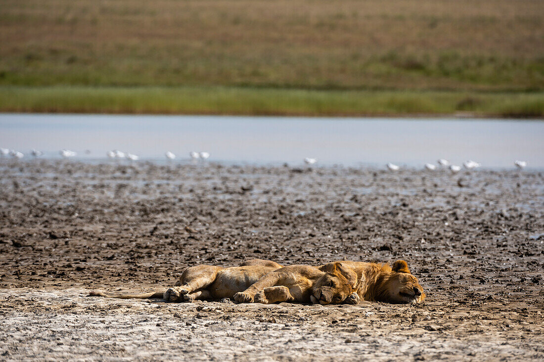Zwei Löwen, Panthera leo, ruhen sich in Ndutu aus. Ndutu, Ngorongoro-Schutzgebiet, Tansania.