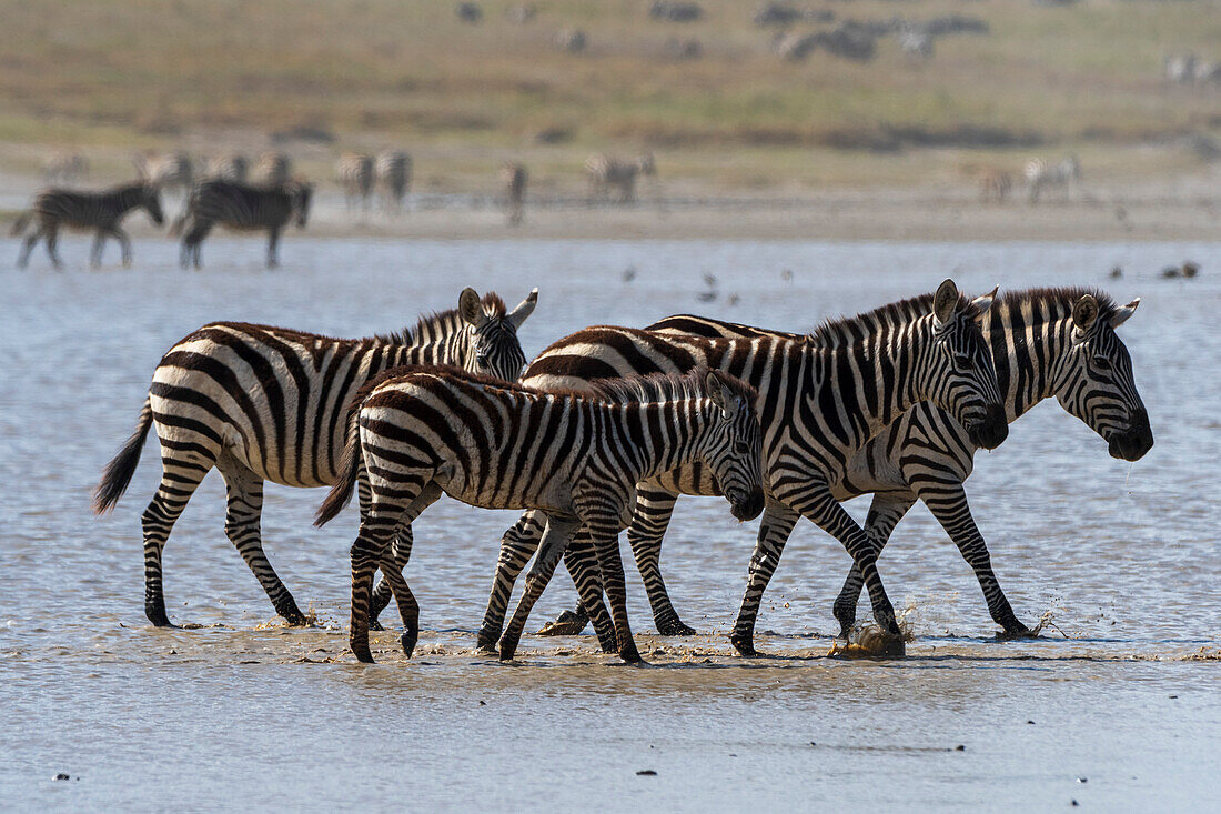 Burchell's Zebras, Equus Quagga Burchellii, beim Spaziergang im Hidden Valley See. Ndutu, Ngorongoro-Schutzgebiet, Tansania.