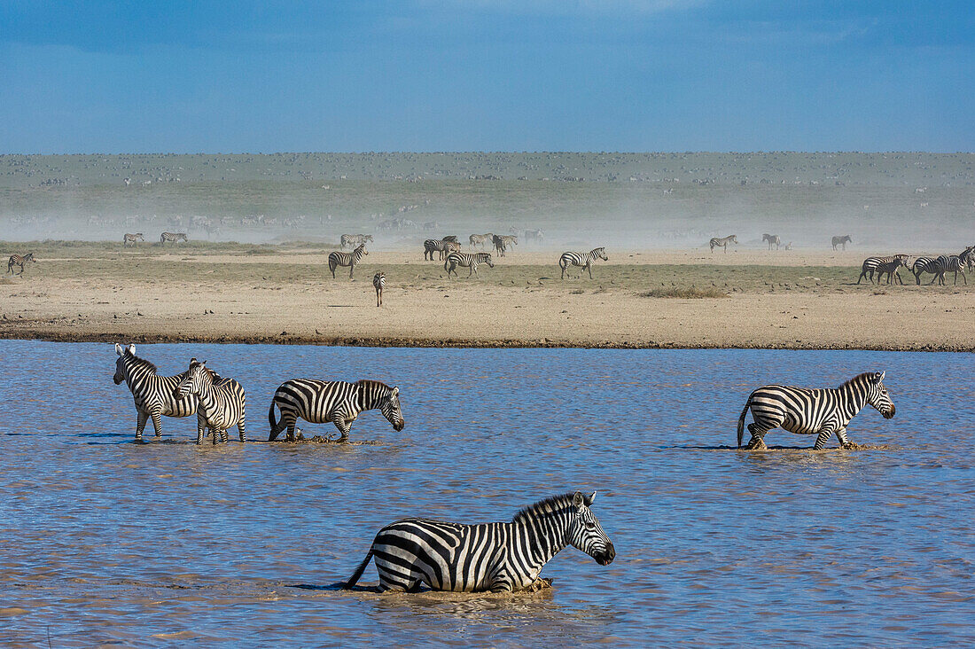 Burchell's Zebra, Equus Quagga Burchellii, beim Spaziergang im Hidden Valley See. Ndutu, Ngorongoro-Schutzgebiet, Tansania.