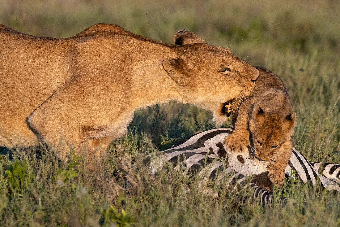 Zwei Löwinnen, Panthera leo, stoßen ein 5 Wochen altes Jungtier von einem Zebrakadaver (Equus quagga) weg. Ndutu, Ngorongoro-Schutzgebiet, Tansania.