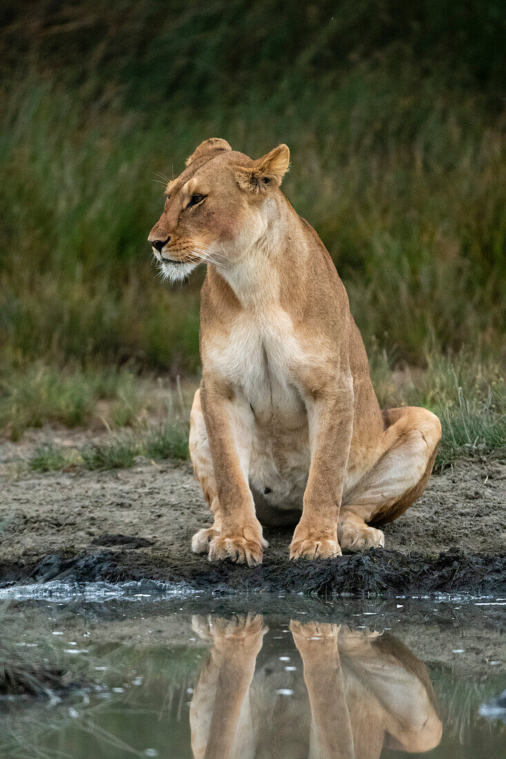 A lioness, Panthera leo, drinking at a watering hole. Ndutu, Ngorongoro Conservation Area, Tanzania.