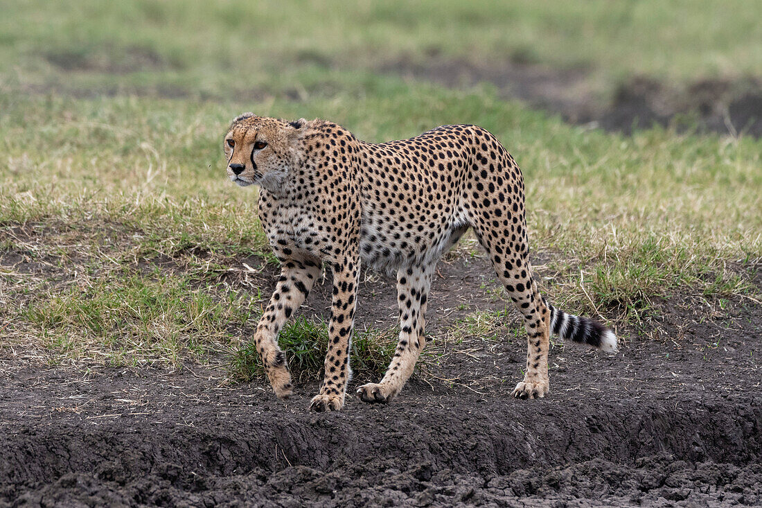 A cheetah, Acynonix jubatus, walking. Ndutu, Ngorongoro Conservation Area, Tanzania.