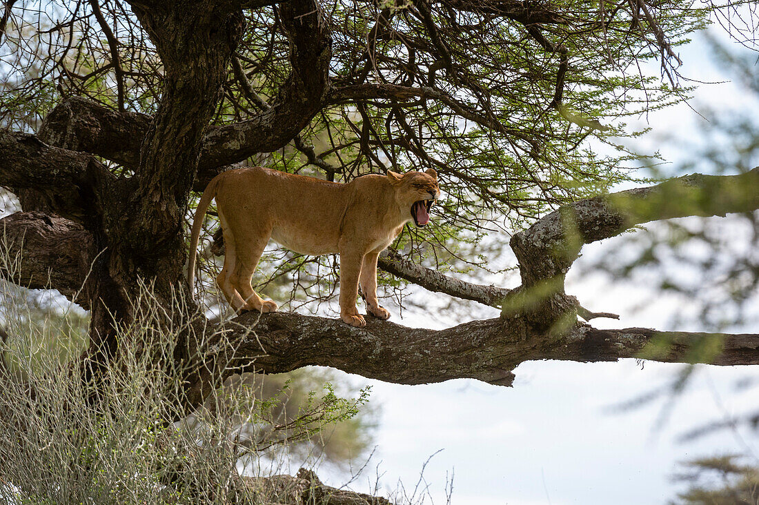 A lioness, Panthera leo, standing and yawning on a tree branch. Ndutu, Ngorongoro Conservation Area, Tanzania.