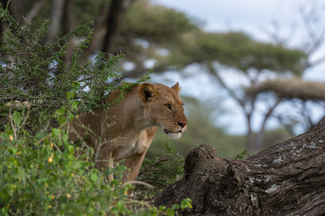 A lioness, Panthera leo, climbing a tree. Ndutu, Ngorongoro Conservation Area, Tanzania.