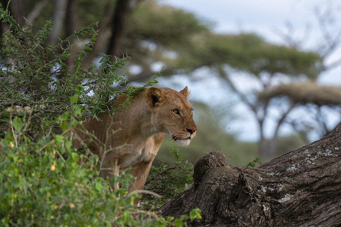 Eine Löwin, Panthera leo, klettert auf einen Baum. Ndutu, Ngorongoro-Schutzgebiet, Tansania.
