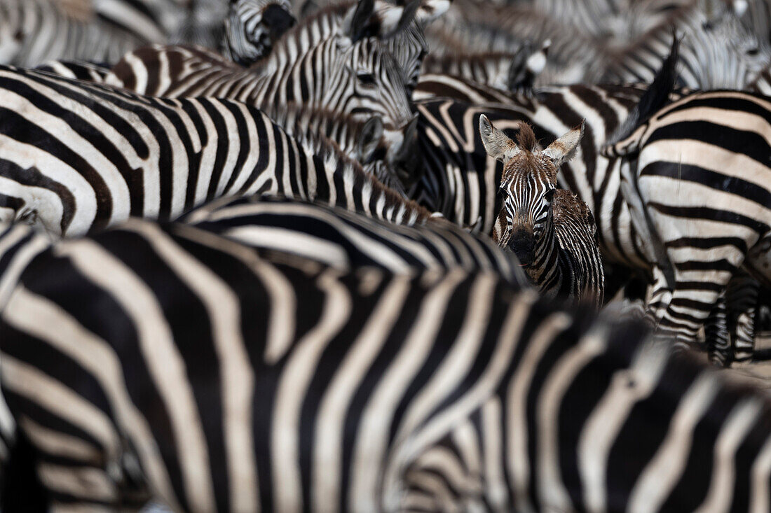 A foal emerges from a herd of Burchell's Zebras, Equus Quagga Burchellii, in the Hidden Valley. Ndutu, Ngorongoro Conservation Area, Tanzania.
