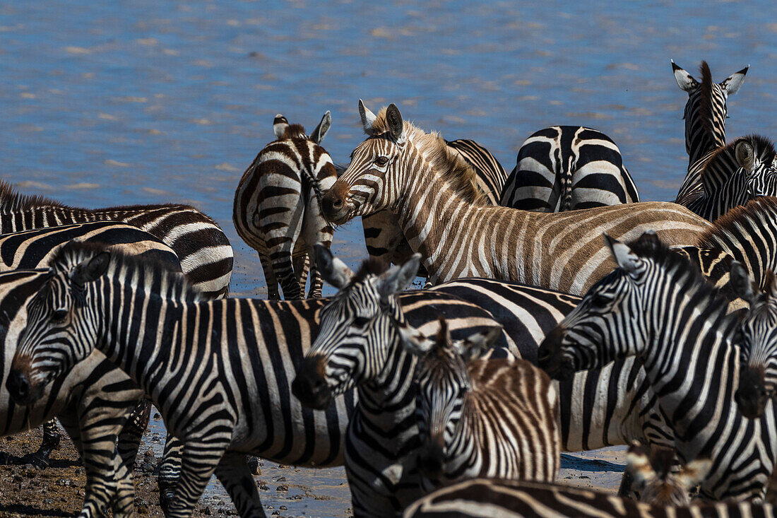 Ein seltenes amelanistisches Steppenzebra, Equus quagga, an einem Wasserloch im Hidden Valley. Serengeti-Nationalpark, Tansania.