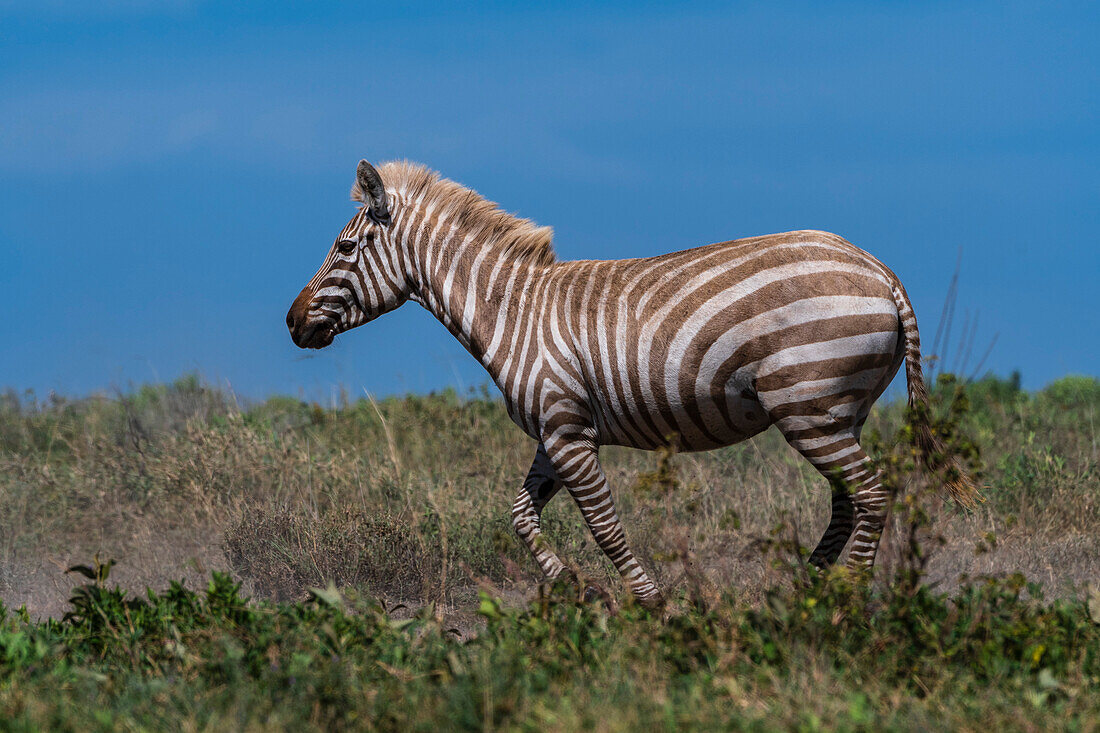 Ein seltenes amelanistisches Steppenzebra, Equus quagga, im Hidden Valley der Serengeti. Serengeti-Nationalpark, Tansania.