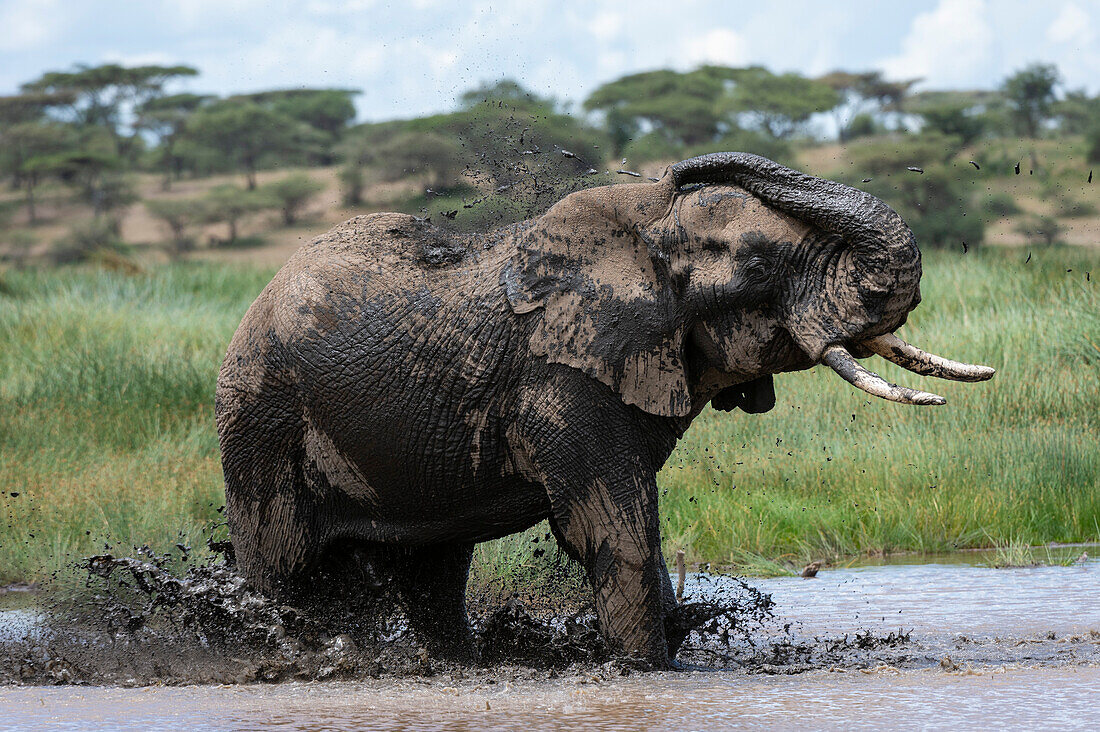 An African elephant, Loxodonta africana, having a mud bath. Ndutu, Ngorongoro Conservation Area, Tanzania.