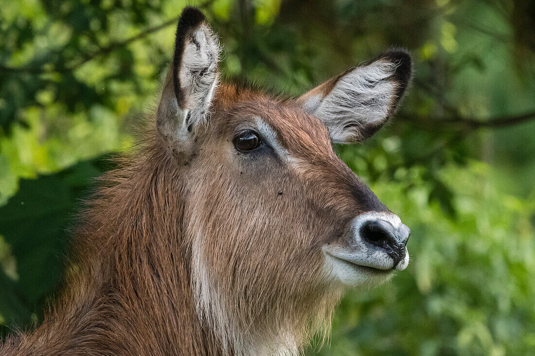 Portrait of a female waterbuck, Kobus ellipsiprymnus. Ngorongoro Conservation Area, Tanzania.