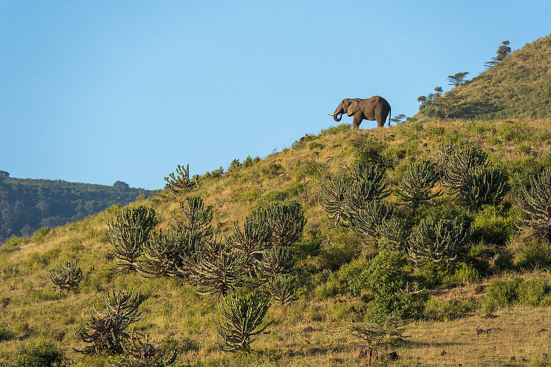 Ein afrikanischer Elefant, Loxodonta africana, beim Grasen. Ngorongoro-Schutzgebiet, Tansania.