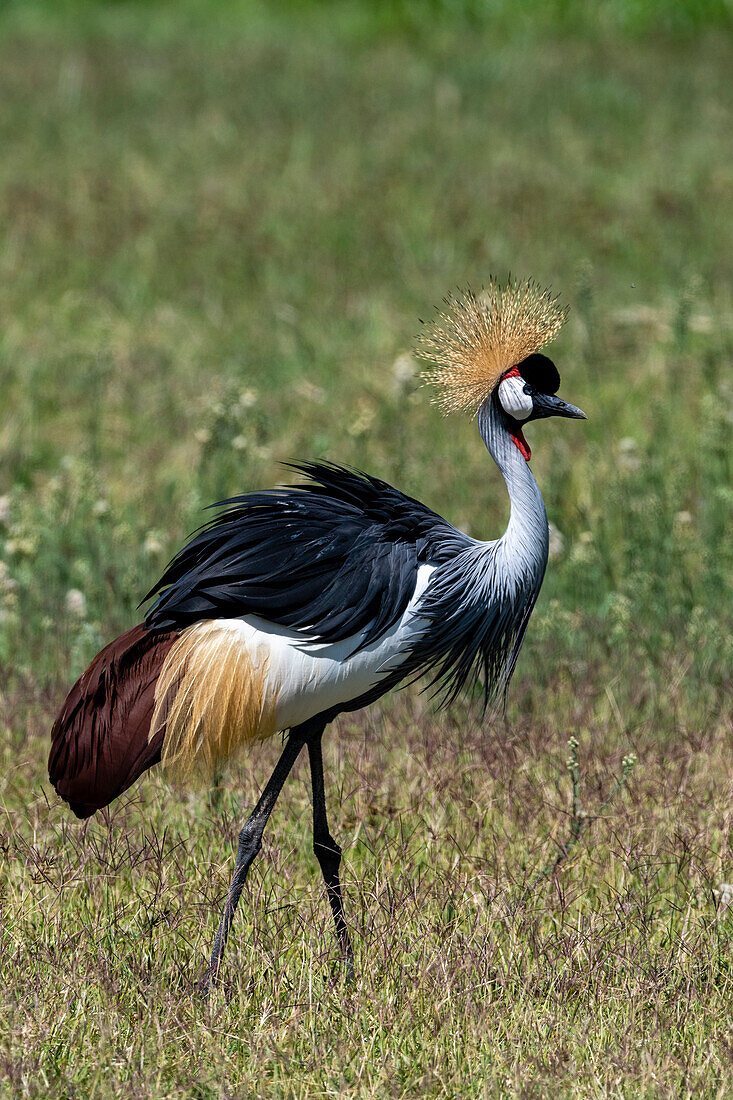 Grauer Kronenkranich, Balearica regulorum, beim Wandern. Ngorongoro-Schutzgebiet, Tansania.