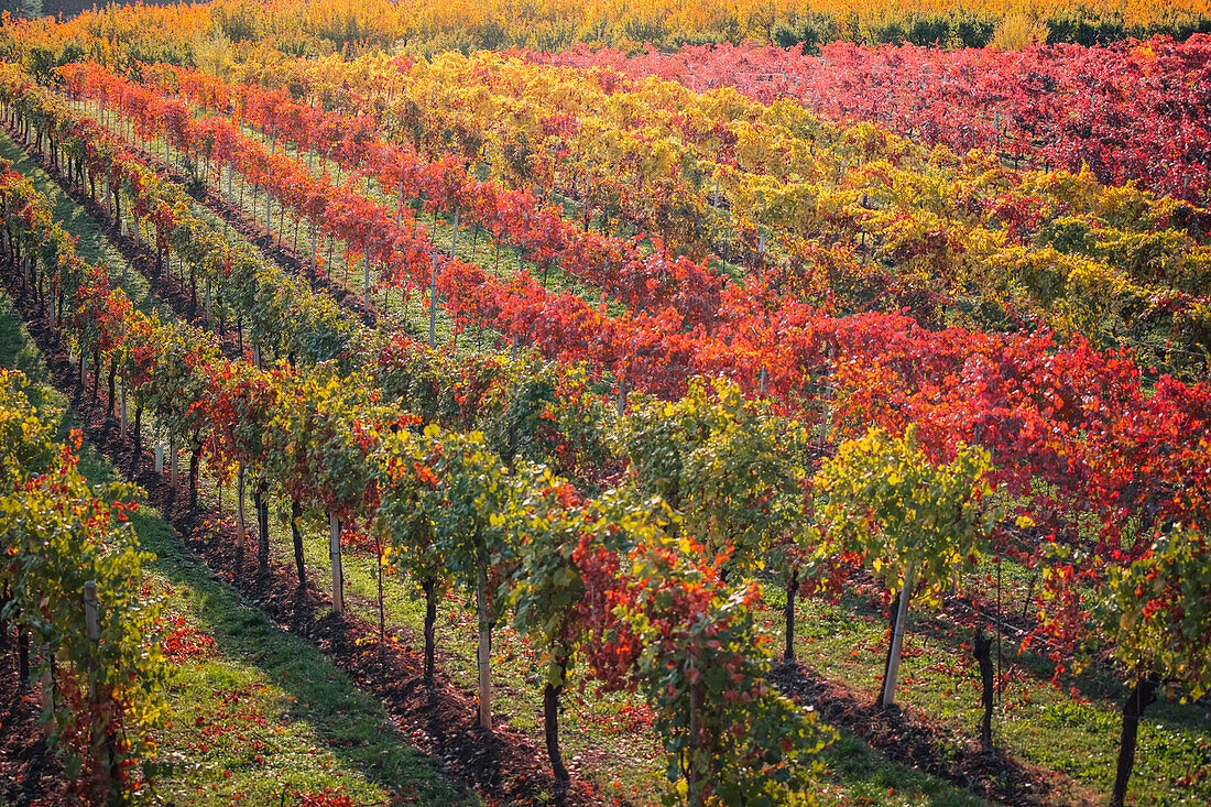 Lambrusco vineyards in Castelvetro di Modena. Castelvetro di Modena, Modena province, Emilia Romagna, Italy.