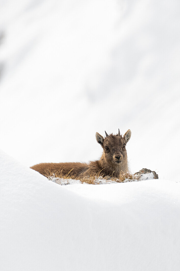 Livigno,Lombardei,Italien. Steinbock