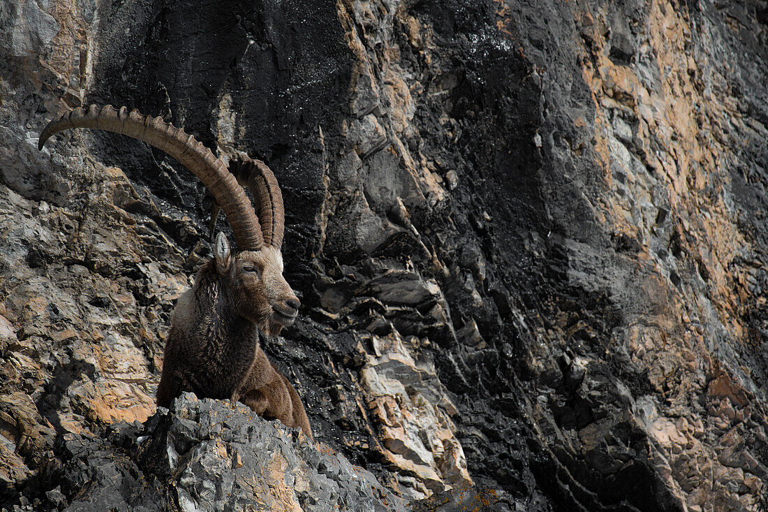 Nationalpark Stelvio, Lombardei, Italien. Steinbock