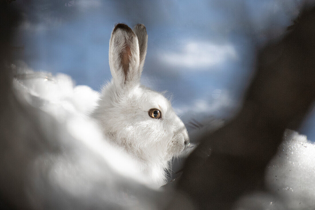 Stelvio-Nationalpark, Lombardei, Italien. Hase, Lepus timidus