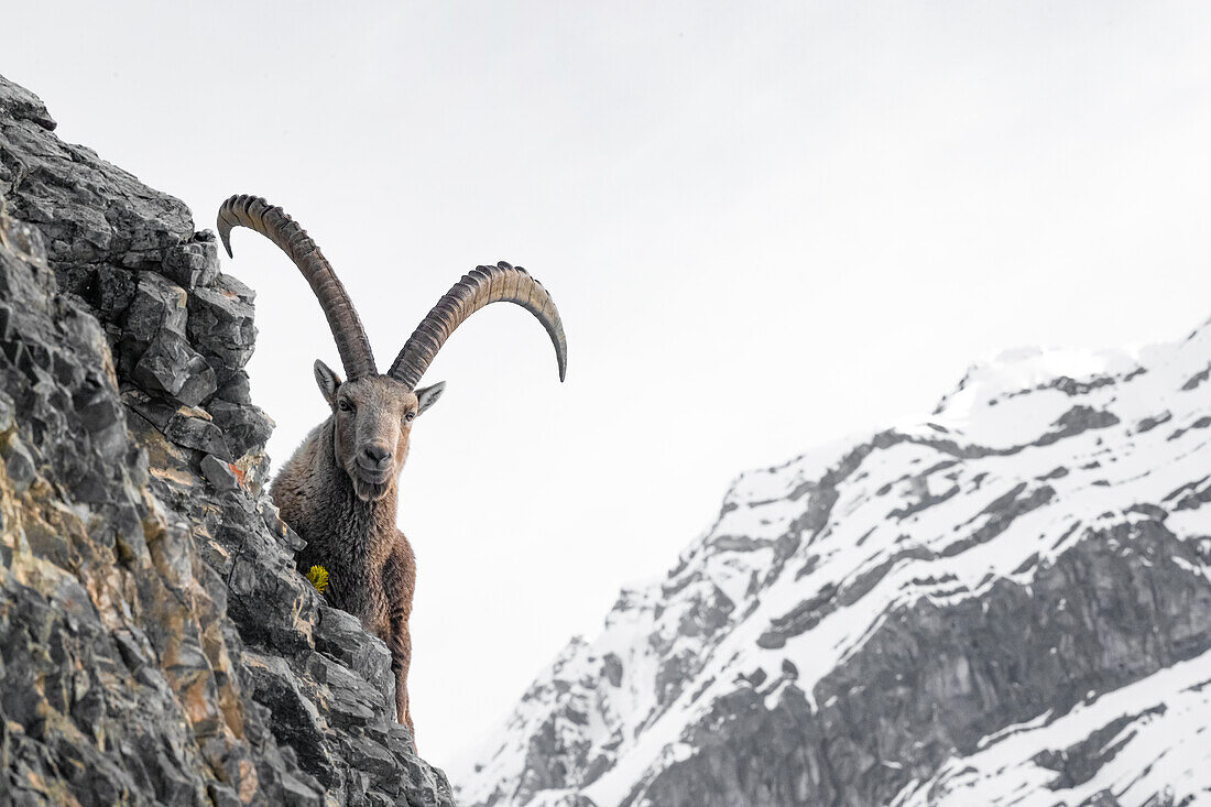 Stelvio-Nationalpark, Lombardei, Italien. Steinbock (Capra ibex)