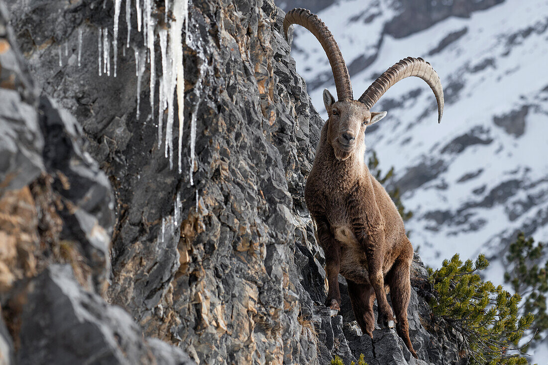 Nationalpark Stelvio, Lombardei, Italien. Steinbock