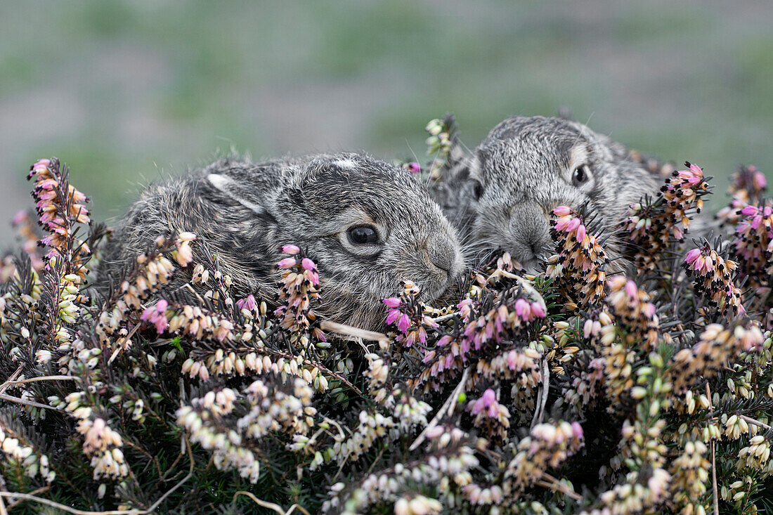 Park Orobie Valtellina, Lombardei, Italien. Hase, Lepus europaeus