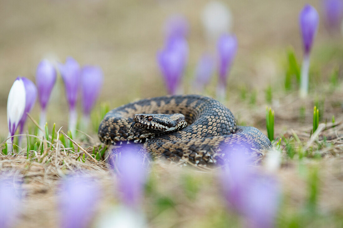 Park Orobie Valtellina, Lombardei, Italien. Vipera berus