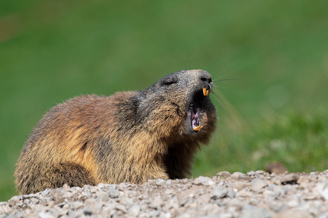 Stelvio National Park,Lombardy,Italy. Alpine marmot, Marmota marmota