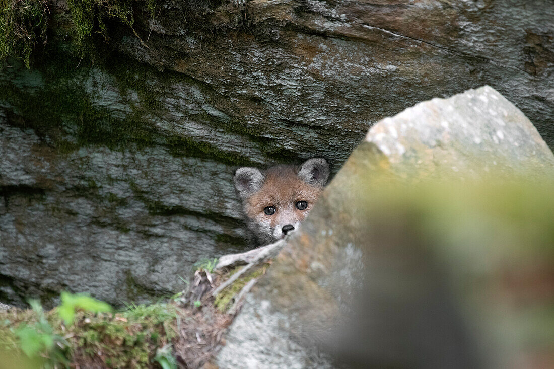 Park Orobie Valtellina,Lombardy,Italy. Volpe rossa,red fox,Vulpes vulpes