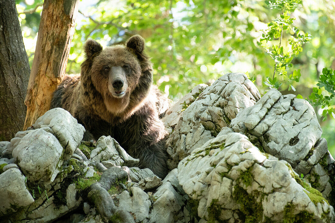 Ursus arctos -Braunbär- Slowenien