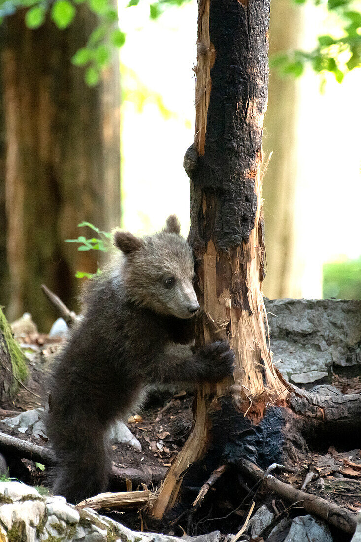 Ursus arctos -Brown bear- Slovenia