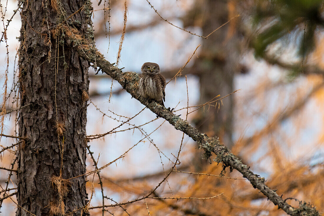 Park Orobie Valtellina,Lombardy, Italy. Civetta nana, glaucidium passerinum