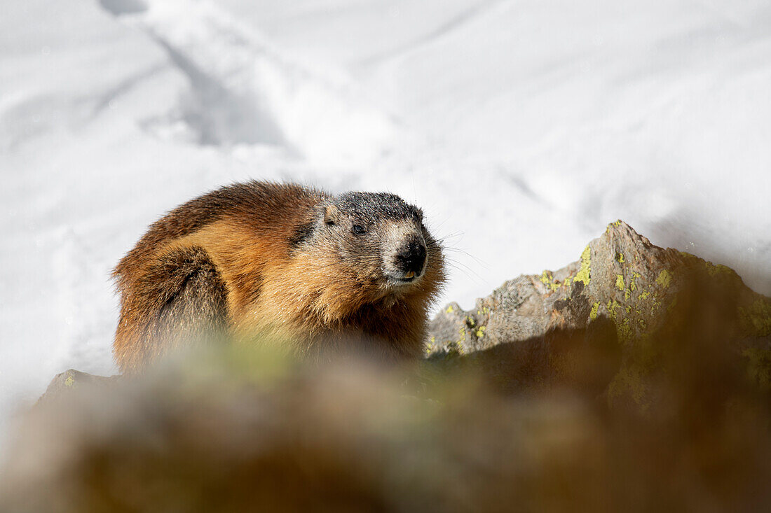 Rhaetian alps, Lombardy, Italy. Alpine marmot, marmotta delle Alpi, marmota marmota.