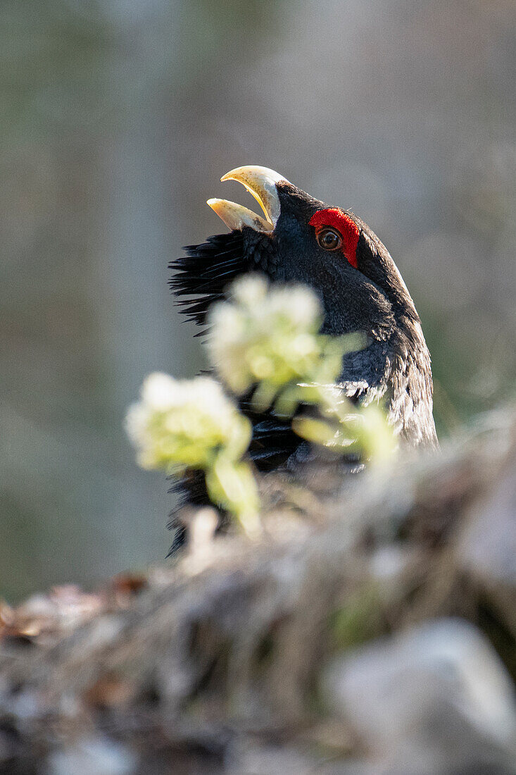 Western capercaillie,wood grouse (Tetrao urogallus). Trentino-Alto Adige, Italy