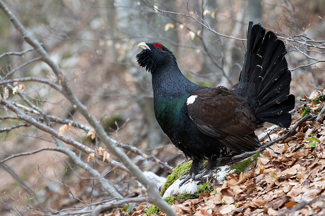 Western capercaillie,wood grouse (Tetrao urogallus). Trentino-Alto Adige, Italy