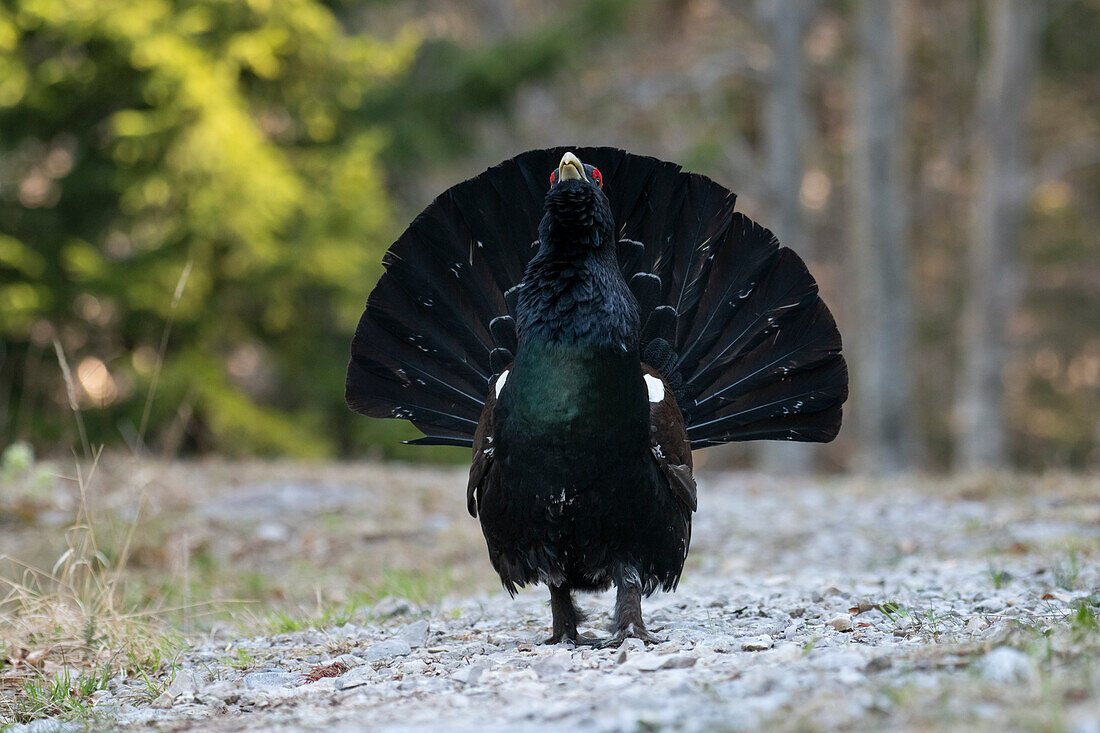 Westlicher Auerhahn, Auerhuhn (Tetrao urogallus). Trentino-Südtirol, Italien