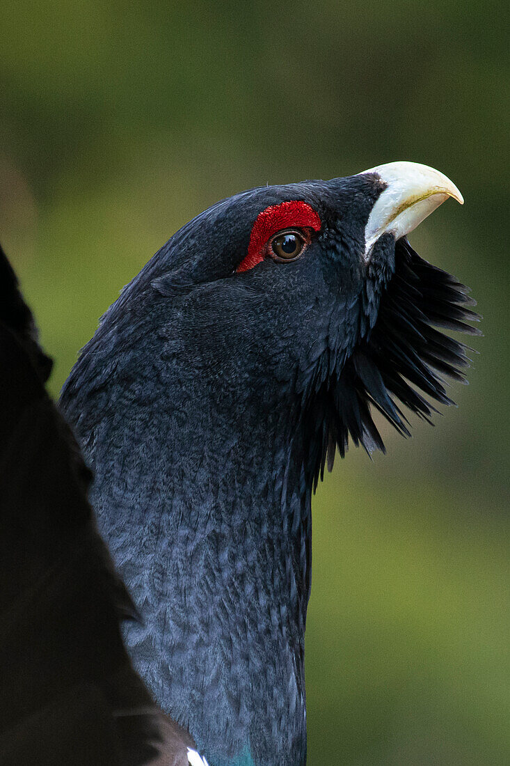 Western capercaillie,wood grouse (Tetrao urogallus). Trentino-Alto Adige, Italy