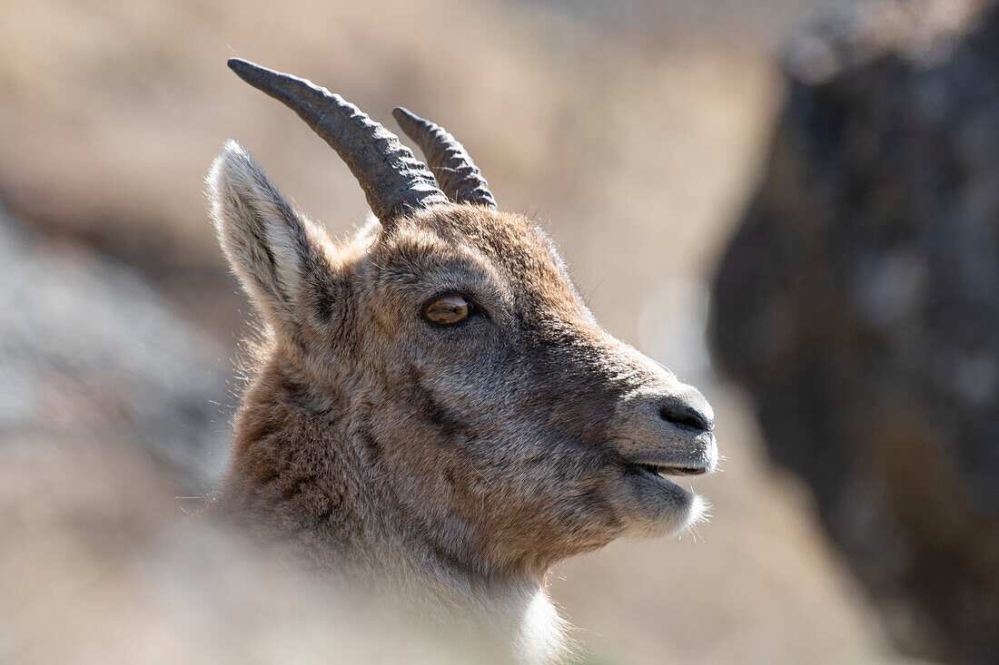Stilfserjoch-Nationalpark, Lombardei, Italien. Steinbock (Capra ibex)