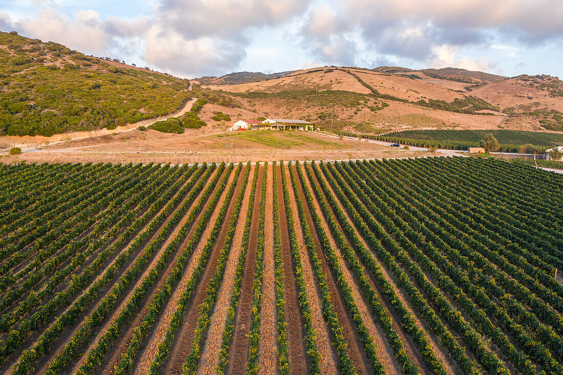 Vermentino-Weinberge in der Nähe des Dorfes Sorso, Provinz Sassari, Sardinien, Italien