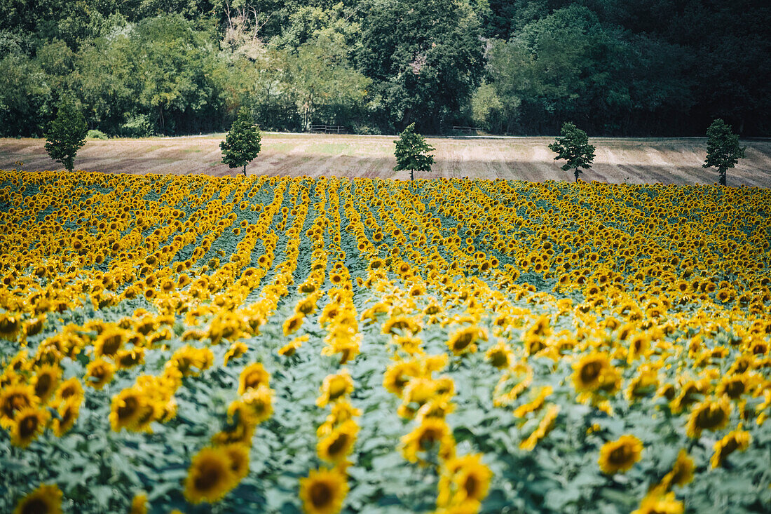 Sonnenblumen Landschaft in der Nähe von Macerata, Region Marken, Italien.
