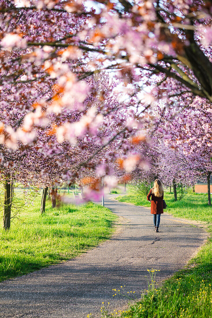 Ein Mädchen spaziert durch Kirschbäume in Modena, Emilia Romagna, Italien
