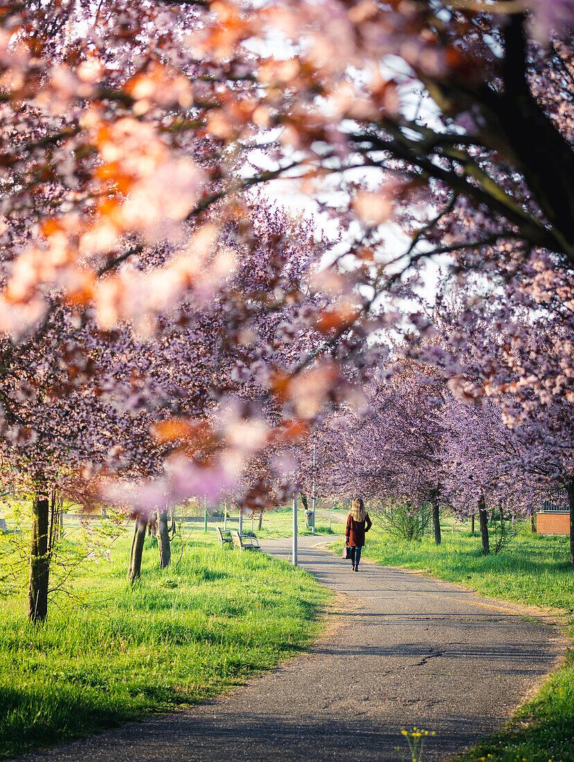 Ein Mädchen geht durch Kirschbäume in Modena, Emilia Romagna, Italien