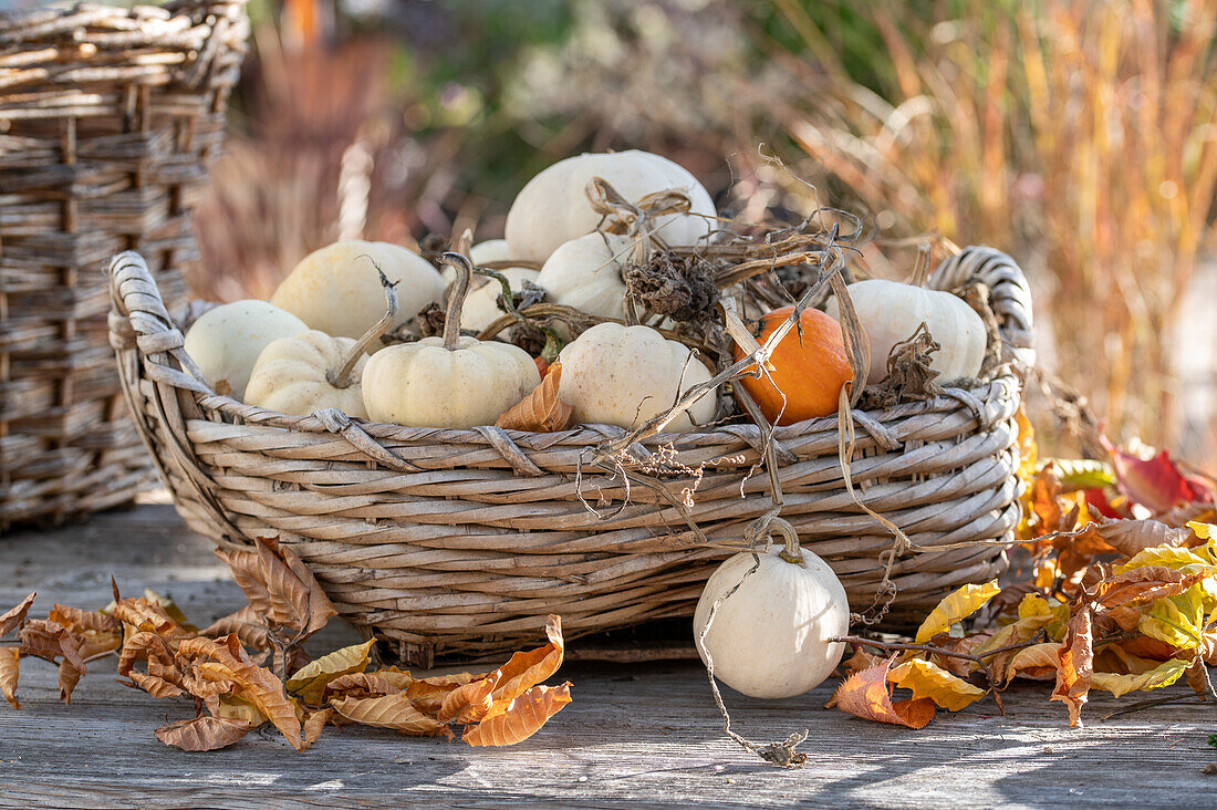 Wicker basket with ornamental pumpkin on garden table
